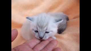 Daisys seal and lynx point Munchkin kittens 41312 [upl. by Ddej]