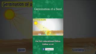 Watch a Seed Sprout  Squeaks Grows a Garden  SciShow Kids [upl. by Rozalin]