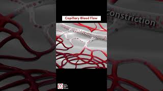 Capillary Blood Flow  Vasodilation and Vasoconstriction [upl. by Edualcnaej788]