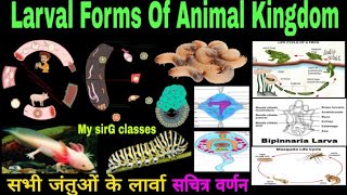 Larval Forms of Animal Kingdom  सभी जंतुओं के लार्वा सचित्र वर्णन [upl. by Llieno77]