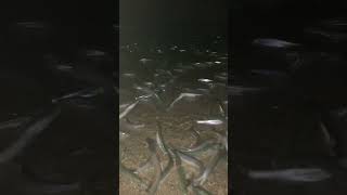 Grunion RunIn San Diego [upl. by Ahsemac]