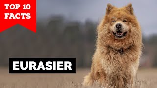 Eurasier  Top 10 Facts [upl. by Defant]