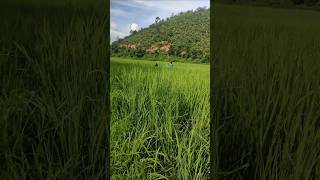 Paddy Field 🌾 Village Life [upl. by Pirbhai]