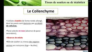 Techniques de coup et de coloration  Observation et caractérisation des types de tissus végétaux [upl. by Waring]