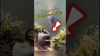 Apakah iKan Arapaima Menyerang Manusia⁉️ [upl. by Dever]