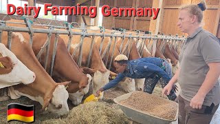 My New Life In Germany  Modern Cattle Farming In Germany [upl. by Hanimay]