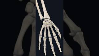 The Carpal Bones [upl. by Cheslie901]