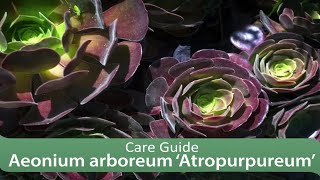 Aeonium arboreum ‘Atropurpureum’ Care Guide [upl. by Einhapets]