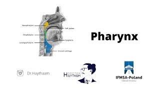 The Pharynx  The innervations  The vascularization  The muscles  The contents  The parts [upl. by Shuping]