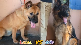 Local Dogs Vs German Shepherd Fight 🐕 German Shepherd Fight Vs Stray Dog🐾 gsd streetdog dog pet [upl. by Murdoch]