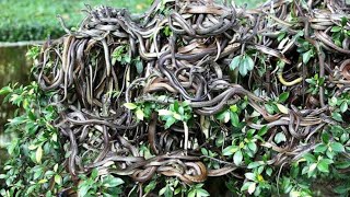 इस ISLAND से दूर रहो  Most Dangerous Snake Island On The Planet  Deadliest Brazil Island  Snakes [upl. by Anitsrihc]