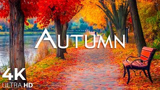 Enchanting Autumn Forests with Beautiful Piano Music🍁4K Autumn Ambience amp Fall Foliage 23 [upl. by Favin]