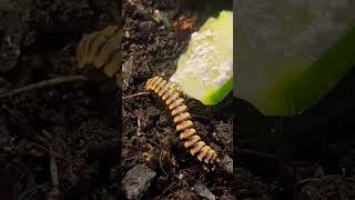 Rare Yellow Dragon Millipede  Care amp Enclosure  3 Species Available  Terrarium Station [upl. by Ahsieka412]