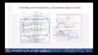 Lec007 Fosforilación Oxidativa II umh1024 [upl. by Aarika657]