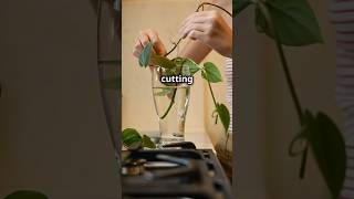 How To Propagate Pothos Cuttings youtubeshorts plants propagation viral [upl. by Ardnusal]