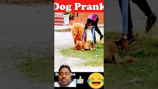 Dog prank 🐶🐕 comedy prank dog animals funnydogreaction funny [upl. by Bibby]