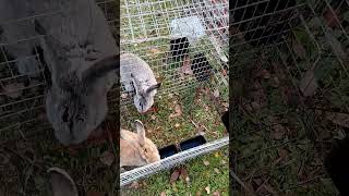 Кролики Обходительный bunny rabbitry cute rabbitfarming animals кролики rabbitfood [upl. by Nivle462]