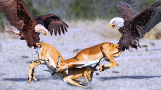 15 Most Deadly Eagle Attacks in the World [upl. by Airednaxela667]