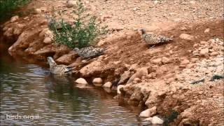 Black bellied Sandgrouse  Pterocles orientalis  קטה גדולה [upl. by Scever]