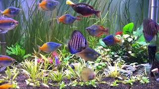 Boesemani Rainbow fish and Discus in a mess Planted Tank  Ikan Rainbow Bosemani Asli Papua [upl. by Synn]