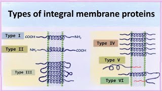 Types of integral membrane proteins [upl. by Caprice]