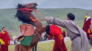 Tibetan kham Lithang horse racing  ལི་ཐང་རྟ་རྒྱུགས་ [upl. by Kalle994]