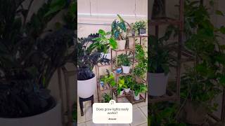 Grow lights setup for my indoor plants houseplants plants [upl. by Tedmund958]