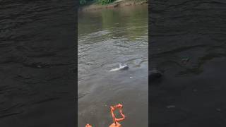 Lost the first catfish of the trip fishingvideo fishinglife fishing catfish catfishing [upl. by Imefulo]