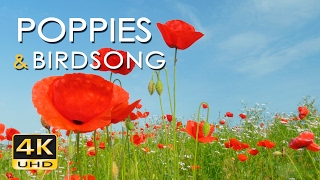 4K Poppy Meadow amp Birdsong  Relaxing Nature Sounds amp Video  UHD  Meditation Sleep Study Yoga [upl. by Yelreveb362]