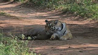 Pench Khursapar B2 Tigress Sighting May 24 [upl. by Matheson442]