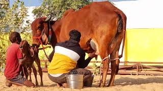 no1 bazillion gir lendo Biggest CowGIRLENDO NELORE COWCROSS BREED OF GIR amp Ongole CATTLES CALF [upl. by Heilner596]