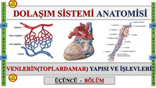 3 DOLAÅžIM SÄ°STEMÄ° ANATOMÄ°SÄ°  VENLERÄ°NTOPLARDAMAR YAPISI VE Ä°ÅžLEVLERÄ° ÃœÃ‡ÃœNCÃœ BÃ–LÃœM [upl. by Wolfie]