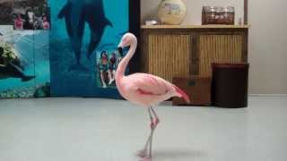 Pinky the Flamingo dancing the quotFlamingo Flamencoquot  Busch Gardens Tampa Bay [upl. by Retsub]