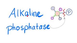 Alkaline Phosphatase ALP  Lab Test 🧪 [upl. by Eahsed]