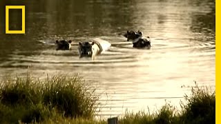 Pablo Escobars Hippos  National Geographic [upl. by Wincer]