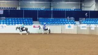 2017 Pinto World Show  Ideal Pinto Western Pony [upl. by Emerald80]