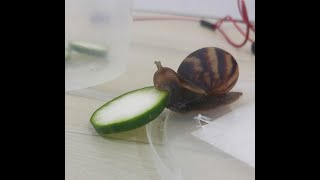 Snail Eating Cucumber InstagramiFunny Meme [upl. by Ahseyk]