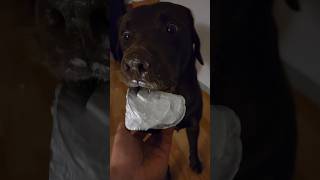 I havent eaten in 8 days labradorretreiver labradoretriever labrador doglife [upl. by Pet]