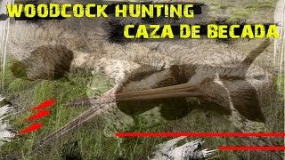 CAZA de BECADA becasse beccaccia WOODCOCK HUNTING Bracos Alemanes Ron Bonviedro  bonviedrocom [upl. by Alyahsat574]