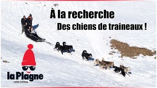 La Plagne à la recherche des chiens de traineaux  2829 Decembre 2016 [upl. by Ribaudo]