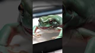 Green Tree Frog VS crazy Roach [upl. by Enicar]