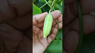 GARDEN FRESH GHERKINS shorts youtubeshorts vegetable plants vegetables nature garden [upl. by Ahsiekel]