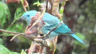 ② Bluegray Tanager Thraupis episcopus BischofsTangare [upl. by Earaj]