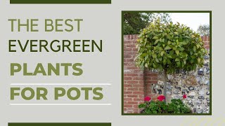 LowMaintenance Evergreen Pots That Look Great All YearRound [upl. by Nennahs]