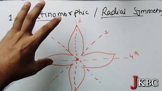 Type Of Flower Based On Symmetry Actinomorphic Flower  Zygomorphic Flower Asymmetric Flower [upl. by Junie]