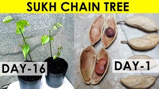 SUKH CHAIN TREE FROM SEED  PONGAMIA PINNATA  Sprouting Seeds [upl. by Thornburg]