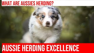 Aussie Shepherds Unleash the Herding Instinct [upl. by Ademla]