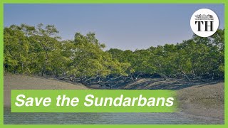 Importance of conserving Sundarbans the largest mangrove forest in the world [upl. by Gerrit]