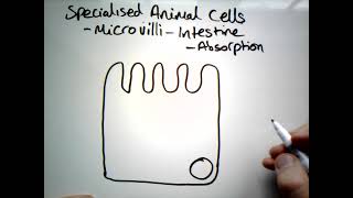 Adaptations of Microvilli GCSE [upl. by Quick]