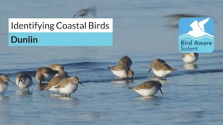 Identifying Coastal Birds dunlins [upl. by Nileak]